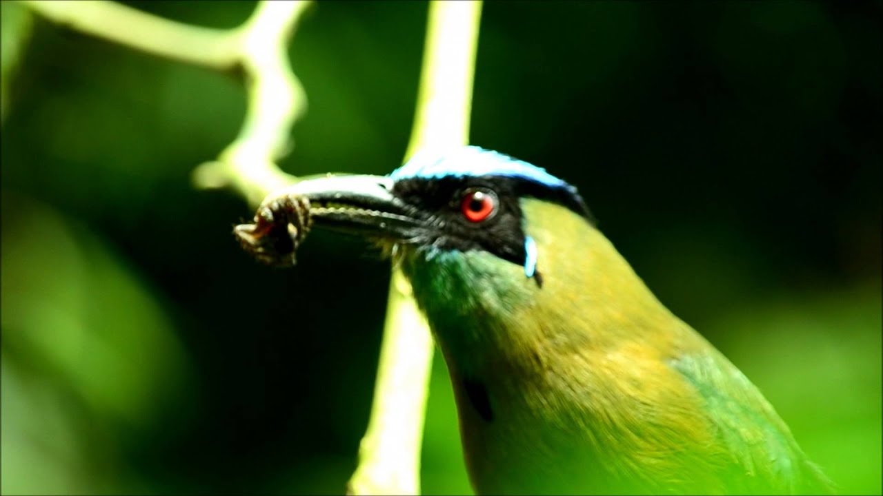 MARIPOSARIO AMARANTA , EJE CAFETERO AVES AMARANTA - YouTube