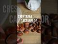 Află totul despre castane și cum să le gătești corect în video complet👇 #nutritie #alimentatie