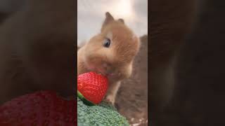 cute rabbit eating fruits animals video a beautiful moment Rabbit rabbit video animal animal video