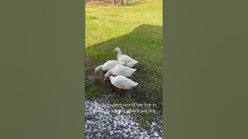 Diva Ducks #pekin #ducks