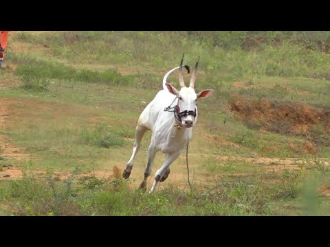 UPS Khaidi Hallikar Jallikattu bull Running like White horse
