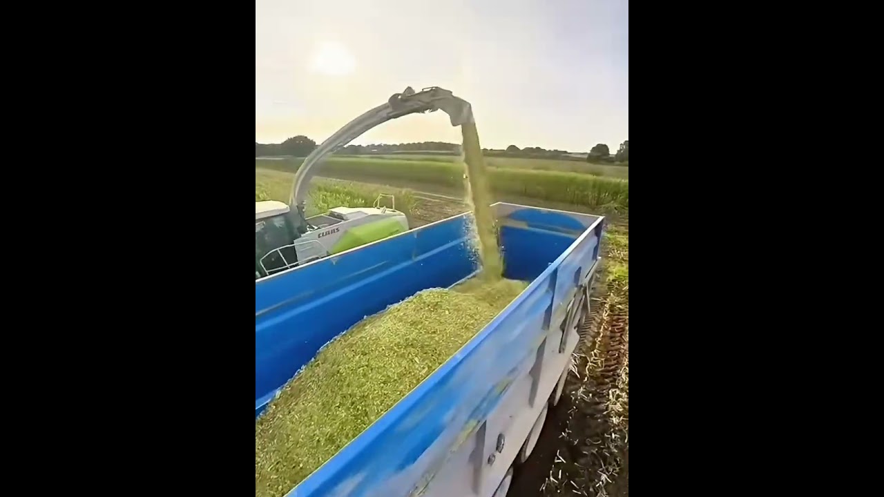 #silage#cornsilage#claas870#claasharvester#silagemachine