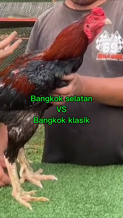 perbedaan ayam bangkok selatan dengan ayam bangkok klasik #sorts #ayambangkokklasik #chicken