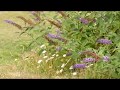 Las Flores de Nuestro Jardín. Los Gladiolos: la amistad y la compañía