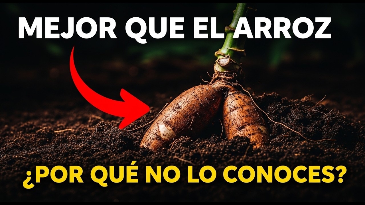 ¿El arroz es caro? Plántalo una vez y cosecha durante un año (5 veces más productivo).