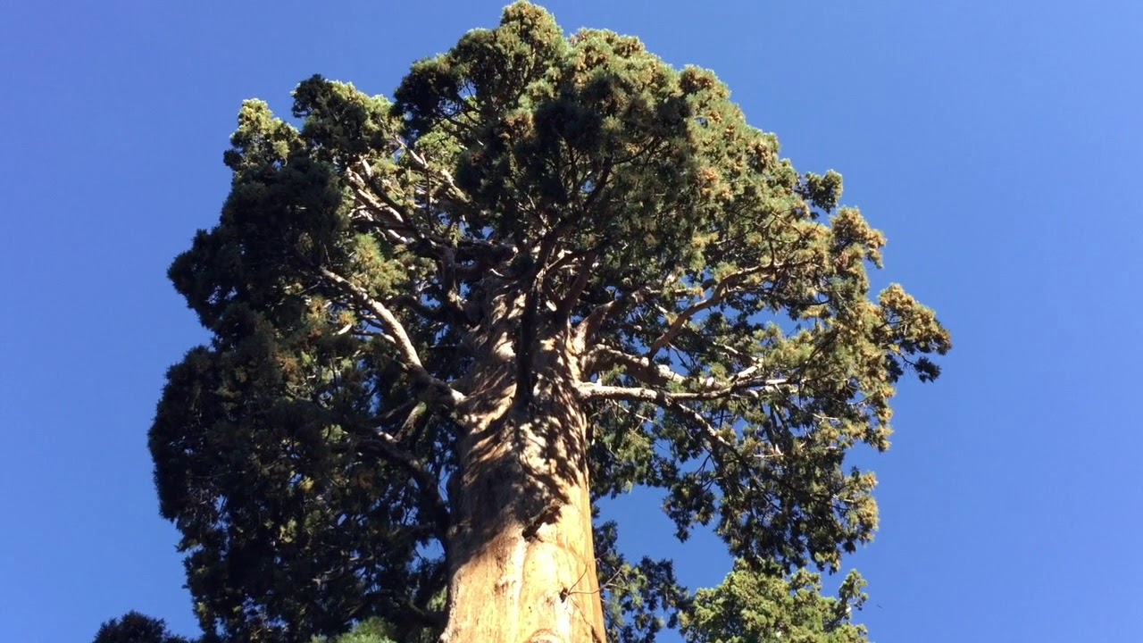 Assista a Sentinel Tree~Sequoia, Ca Sept 2018 no YouTube Assista a Sentinel Tree~Sequoia, Ca Sept 2018 no YouTube