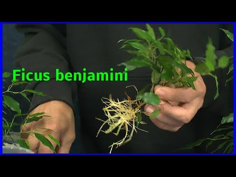 Video: Wie Man Ficus Benjamin Vermehrt