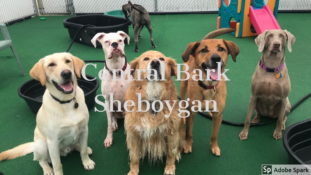 Central Bark Sheboygan 10/19/2018 YouTube