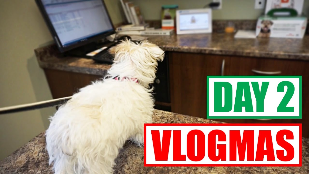 PUPPY GOES TO THE VET! Vlogmas Day 2 YouTube