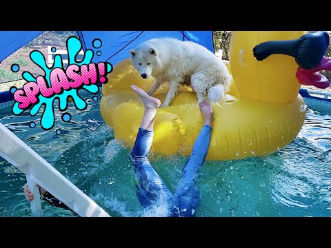 Malamute Accuses Husky Of Pushing Pretty Girl In Pool