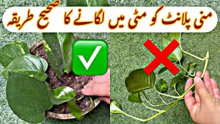 How to Keep Money Plant At Home | Money Plant Growth hacks Malayalam | Money Plant