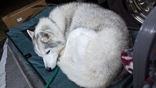 My Dog Loves Her New Camping Cot! Perfect Husky Curl!