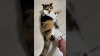 鳴き声がかわいすぎてセクハラをやめられない