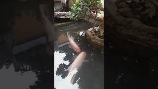 Ikan gurame hias. Cepat besar dan mudah perawatannya.