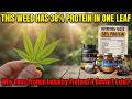 The "Weed" Contains 38% Protein In One Leaf  Why Does The Protein Industry Pretend It Doesn't Exist?