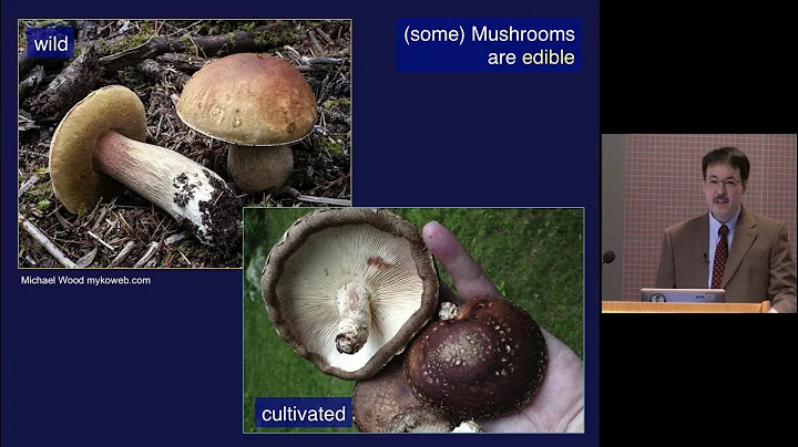 How Mushrooms Changed the World