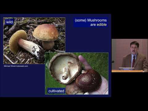 How Mushrooms Changed the World on YouTube