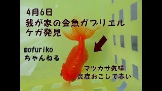金魚のケガ 外傷 の治し方 完治までの動画です Youtube