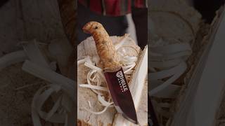 Helle Nordlys The New Bushcraft King