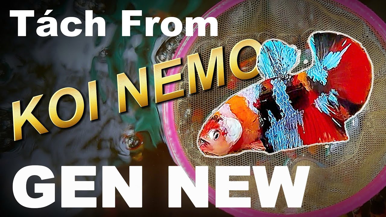 Tách from Bầy Cá Betta | GEN NEW | Chia Sẽ Kinh Nghiệm Nuôi Cá Betta | GIAU DOAN BETTA .!