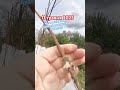 ПІДПИШИСЬ SUBSCRIBE вирощування винограду в домашньому саду