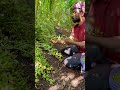 Cardamom Cultivation Cardamom Spices Kerala Nature Work Life Job Tourism Agri