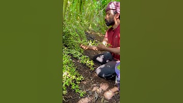 Cardamom cultivation 🌿#cardamom #spices #kerala #nature #work #life #job #tourism #agri