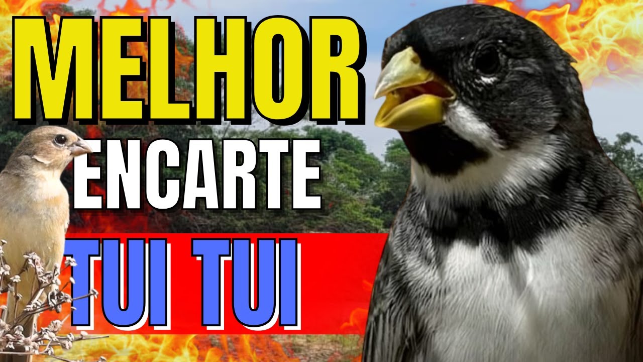 CANTO DE COLEIRO TUI TUI PERFEITO PARA ENCARTE DE PAPA CAPIM ESQUENTAR COLEIRO TUI TUI