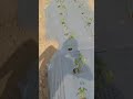 Video Image