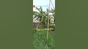 lô thổ cư 780tr thị trấn cần giuộc 5m x 16m đất sạch đẹp sổ đẹp shr|bds cần giuộc long an #Shorts