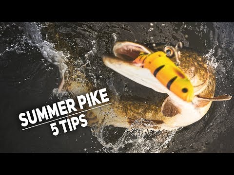 Video: Fishing For Pike In Summer