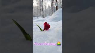 Good morning Rose