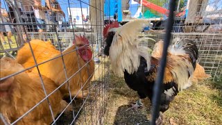 Two Giant Roosters Dancing