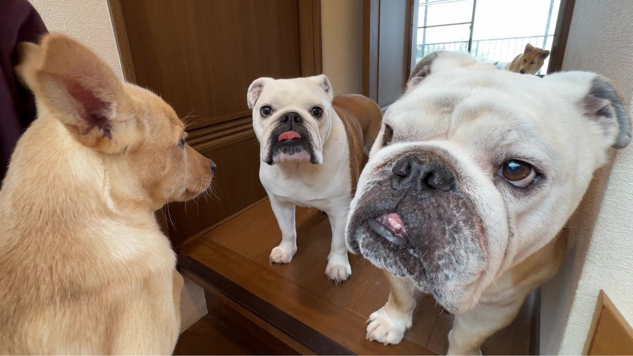 古布を纏ったトイプードル雛 We brought home a trembling puppy we rescued from the shelter