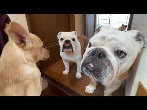 ブルまる ブルドッグぶるまるチャンネル - YouTube