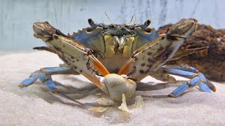 This is how CRABS eat SNAILS