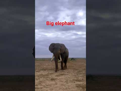 Un mastodonte dans