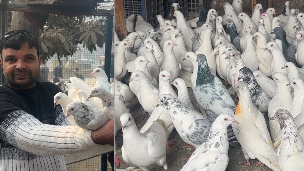 Shazad loni kabutar shop kabootar market loni sehzad pet shop Delhi white pigeons