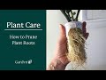 How to Prune Plant Roots