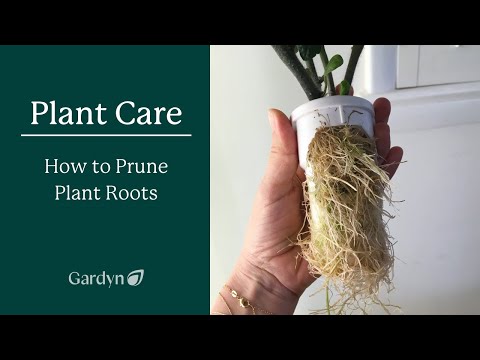 How to Prune Plant Roots - video from Gardyn
