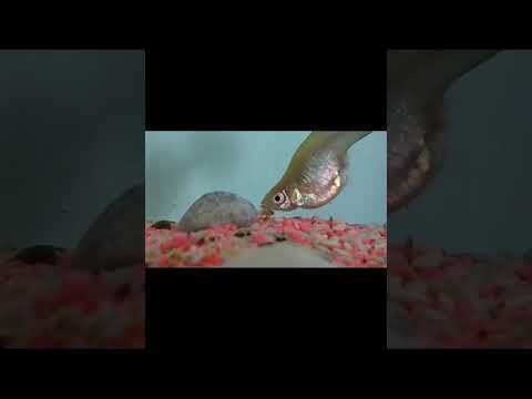 Video: Balık Akvaryumunda Amonyak Seviyesini Düşürmenin 3 Yolu