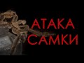 ВНЕЗАПНАЯ АТАКА САМКИ! Спаривание птицеедов Psalmopoeus irminia: эпилог