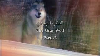 الذئاب الرمادي----Gray Wolf