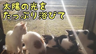 清々しい秋の朝【なかよし子猫たち】生後３ヶ月です。