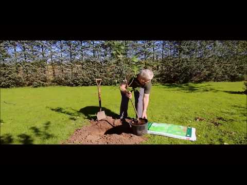 Video: Hvor Langt Skal Man Plante æbletræer? Hvad Skal Det Være Mellem Træer, Når Man Planter En Have? Ordningen Med At Plante æbletræer På Stedet, Afstanden Fra Hegnet Og Fra Huset