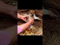 so cute dog baby 😍 #emostional #music #mehnatjarihai #trending #viral #horse #viral #shorts #dj