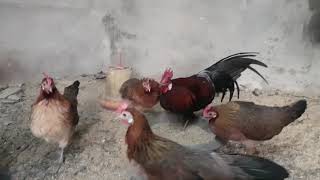 Fancy chicken in nepal