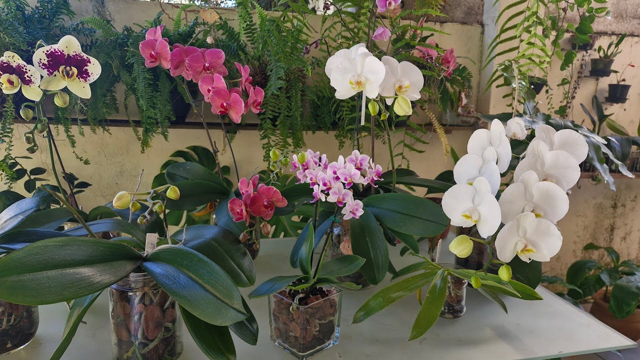 FALANDO SOBRE ADUBAÇÃO DAS ORQUÍDEAS PHALAENOPSIS NO VIDRO