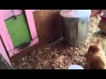 A look at our Pretty Girl Chicken Coop A look at our Pretty Girl Chicken Coop