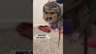 This is your sign to Snapchat filter your pet #funnypet #funnypetvideos #rats #petrats